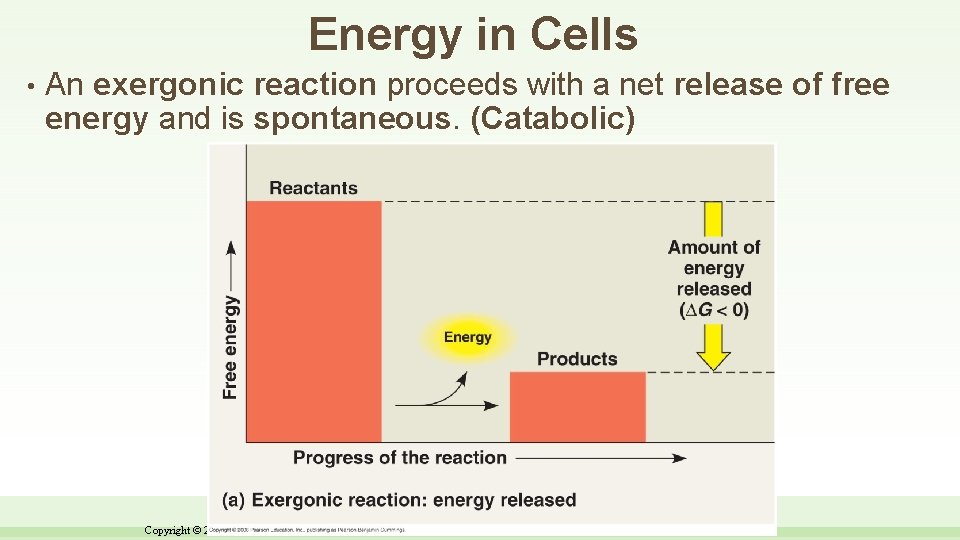 Energy in Cells • An exergonic reaction proceeds with a net release of free