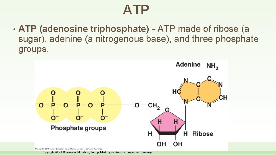 ATP • ATP (adenosine triphosphate) - ATP made of ribose (a sugar), adenine (a