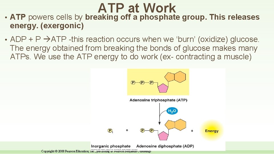 ATP at Work • ATP powers cells by breaking off a phosphate group. This