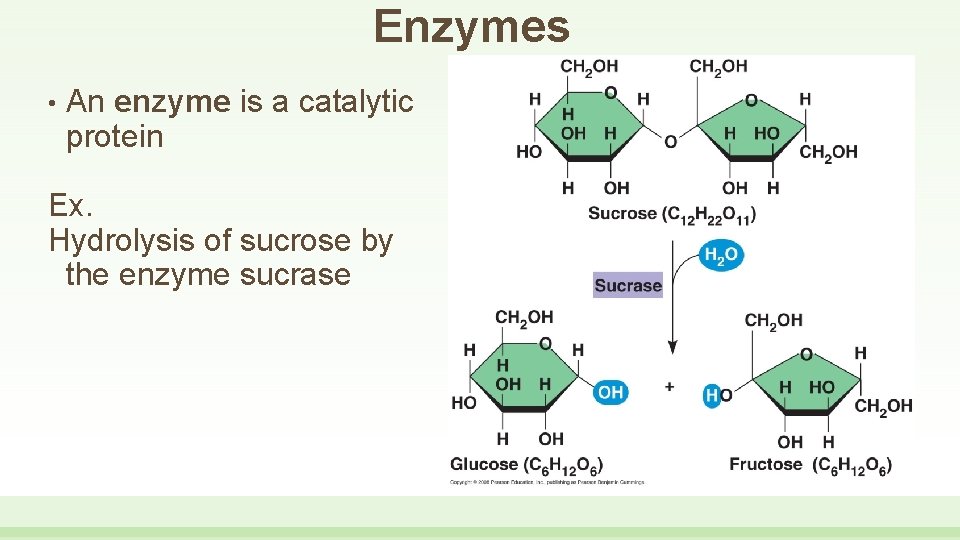 Enzymes • An enzyme is a catalytic protein Ex. Hydrolysis of sucrose by the