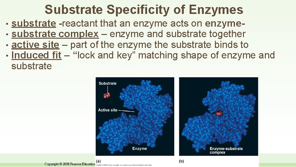 Substrate Specificity of Enzymes • • substrate -reactant that an enzyme acts on enzymesubstrate