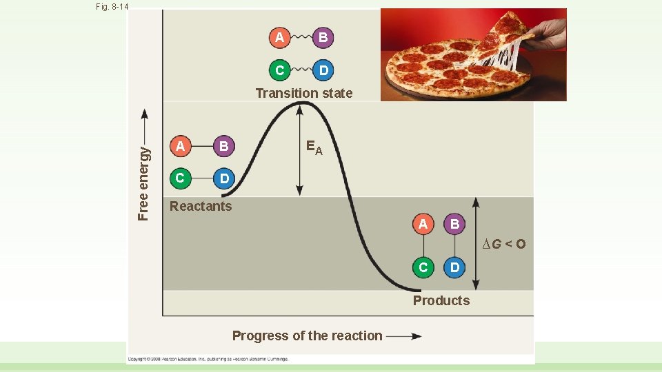 Fig. 8 -14 A B C D Free energy Transition state A B C