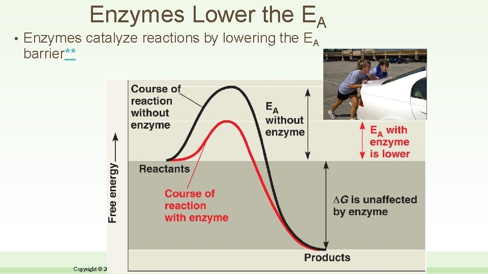 Enzymes Lower the EA • Enzymes catalyze reactions by lowering the EA barrier** Copyright