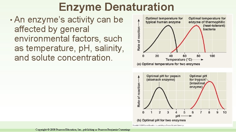 Enzyme Denaturation • An enzyme’s activity can be affected by general environmental factors, such