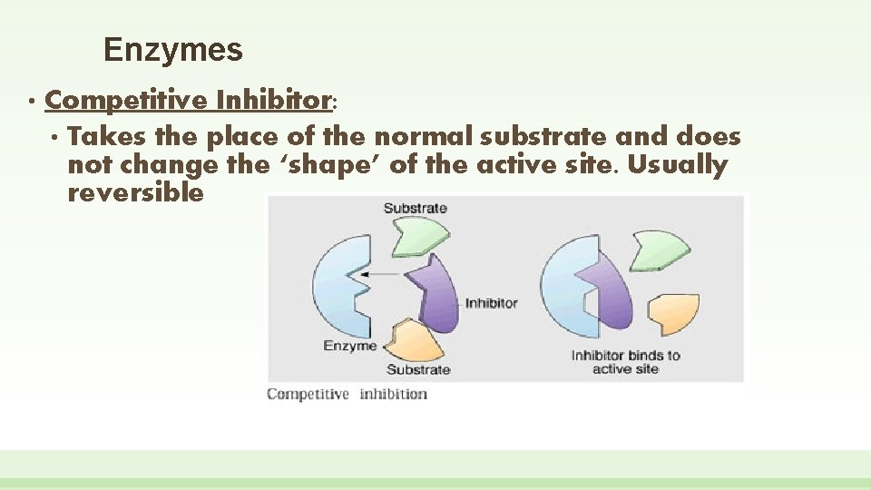 Enzymes • Competitive Inhibitor: • Takes the place of the normal substrate and does