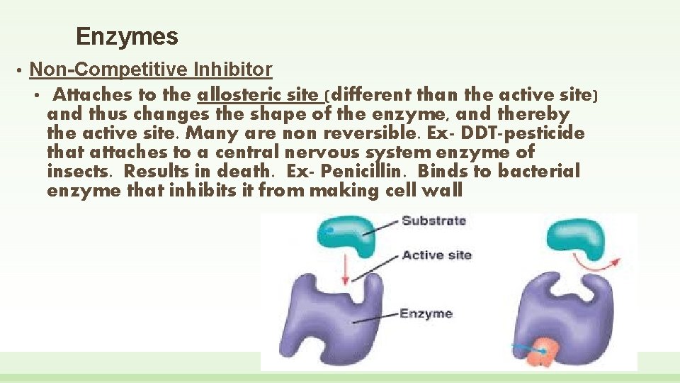 Enzymes • Non-Competitive Inhibitor • Attaches to the allosteric site (different than the active