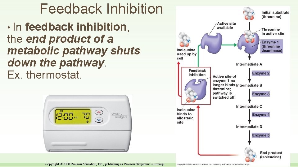 Feedback Inhibition • In feedback inhibition, the end product of a metabolic pathway shuts