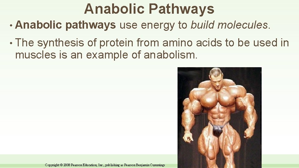 Anabolic Pathways • Anabolic pathways use energy to build molecules. • The synthesis of