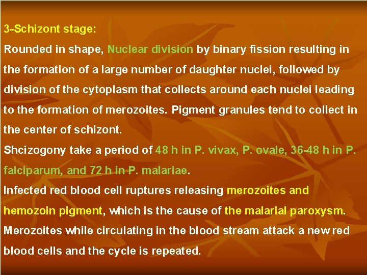 3 -Schizont stage: Rounded in shape, Nuclear division by binary fission resulting in the