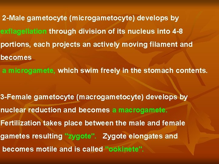 2 -Male gametocyte (microgametocyte) develops by exflagellation through division of its nucleus into 4