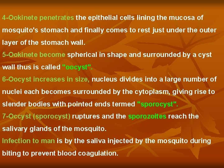 4 -Ookinete penetrates the epithelial cells lining the mucosa of mosquito's stomach and finally