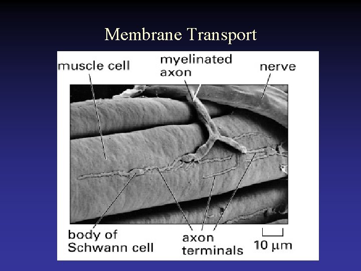 Membrane Transport 