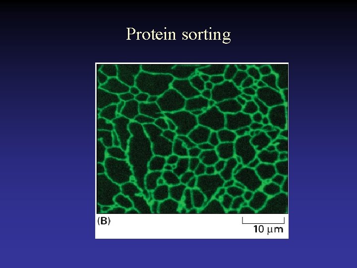 Protein sorting 