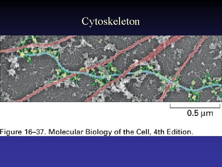 Cytoskeleton 