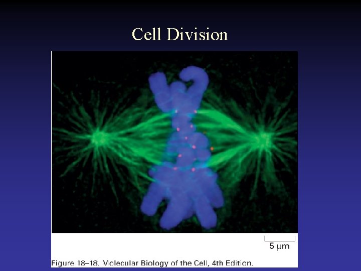 Cell Division 