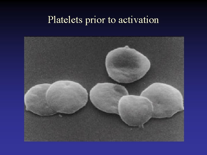 Platelets prior to activation 