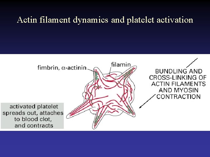 Actin filament dynamics and platelet activation 