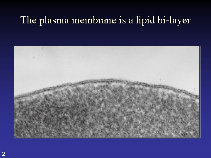 The plasma membrane is a lipid bi-layer 2 