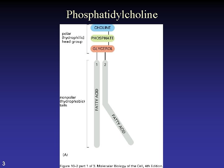 Phosphatidylcholine 3 