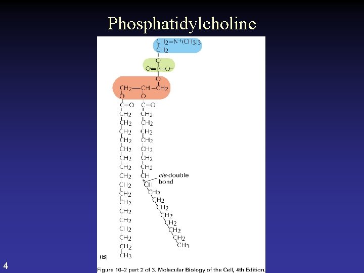 Phosphatidylcholine 4 