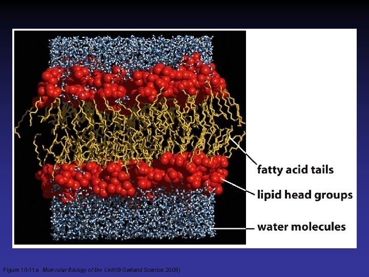 Figure 10 -11 a Molecular Biology of the Cell (© Garland Science 2008) 