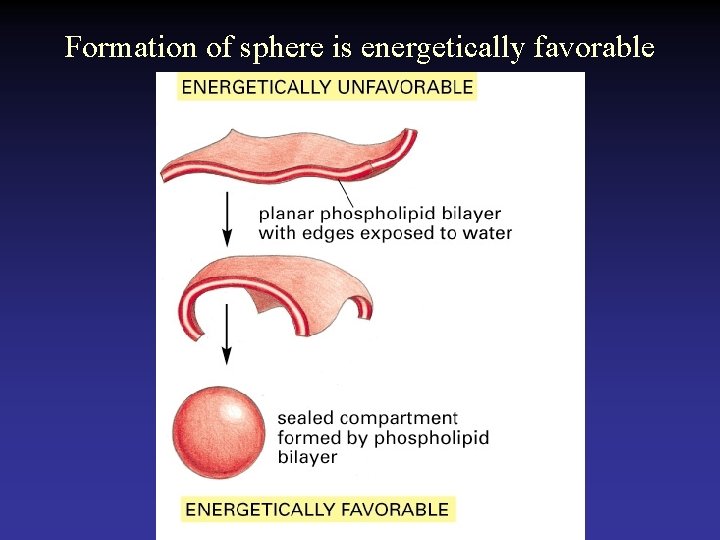 Formation of sphere is energetically favorable 