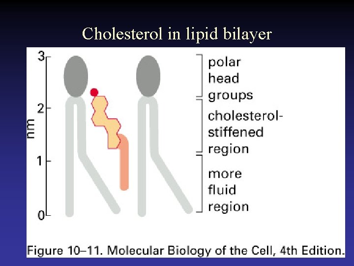Cholesterol in lipid bilayer 