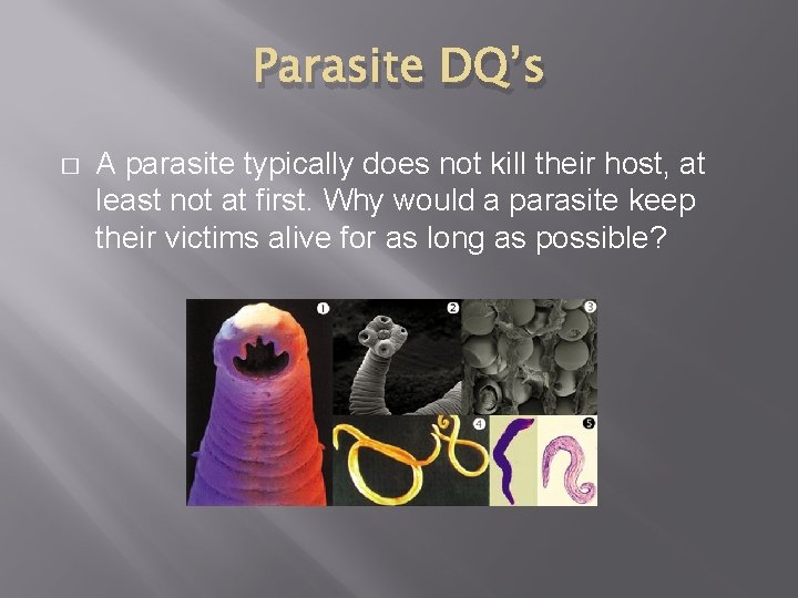 Parasite DQ’s � A parasite typically does not kill their host, at least not