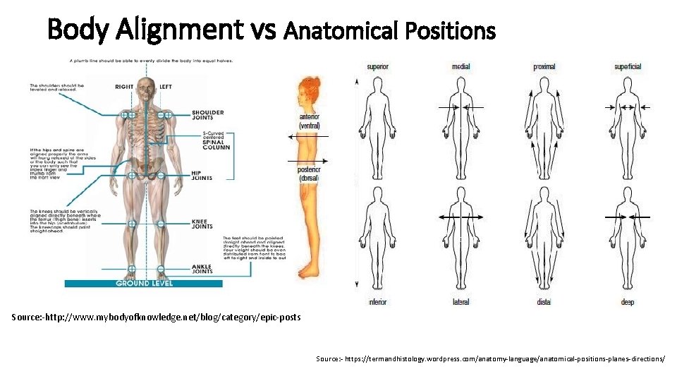 Body Alignment vs Anatomical Positions Source: -http: //www. mybodyofknowledge. net/blog/category/epic-posts Source: - https: //termandhistology.