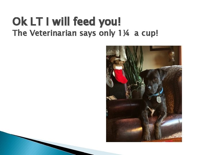 Ok LT I will feed you! The Veterinarian says only 1¼ a cup! 