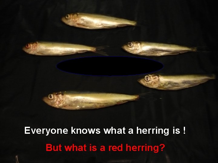 Everyone knows what a herring is ! But what is a red herring? 