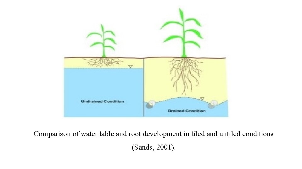 Comparison of water table and root development in tiled and untiled conditions (Sands, 2001).