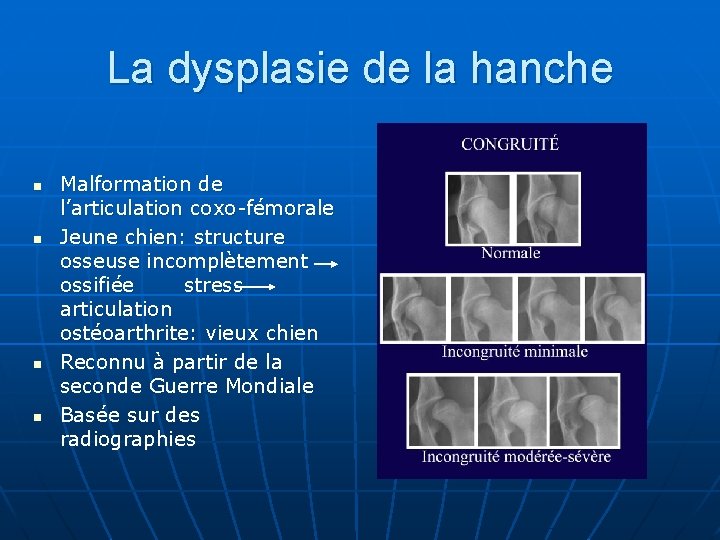 La dysplasie de la hanche n n Malformation de l’articulation coxo-fémorale Jeune chien: structure