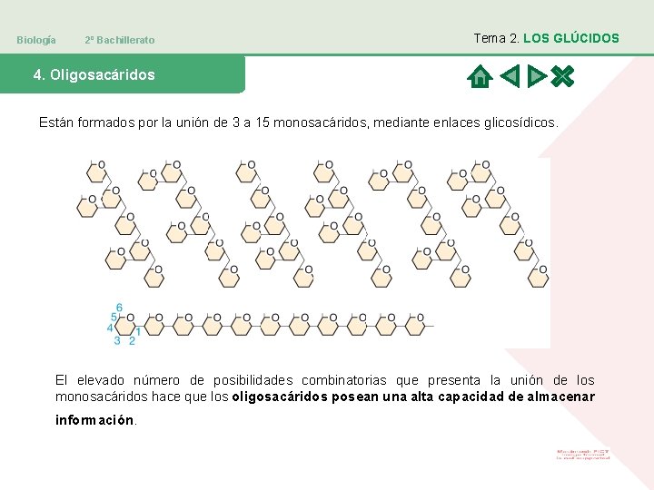 Biología 2º Bachillerato Tema 2. LOS GLÚCIDOS 4. Oligosacáridos Están formados por la unión