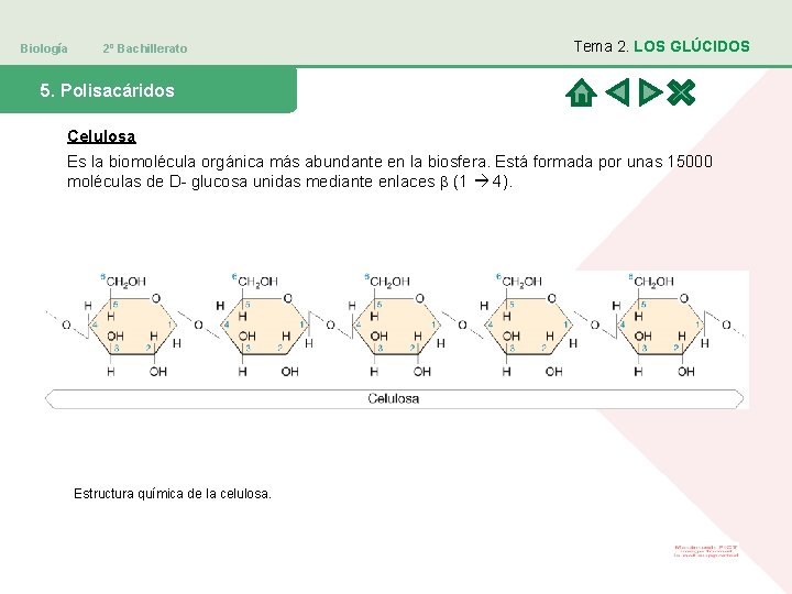 Biología 2º Bachillerato Tema 2. LOS GLÚCIDOS 5. Polisacáridos Celulosa Es la biomolécula orgánica