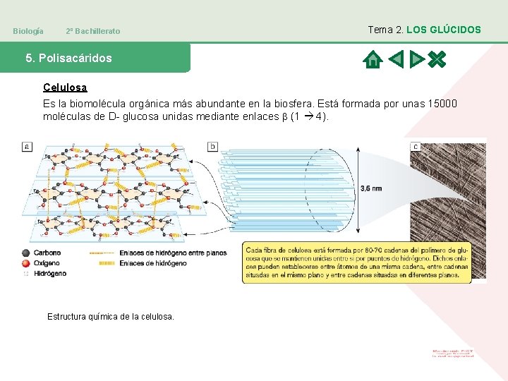 Biología 2º Bachillerato Tema 2. LOS GLÚCIDOS 5. Polisacáridos Celulosa Es la biomolécula orgánica