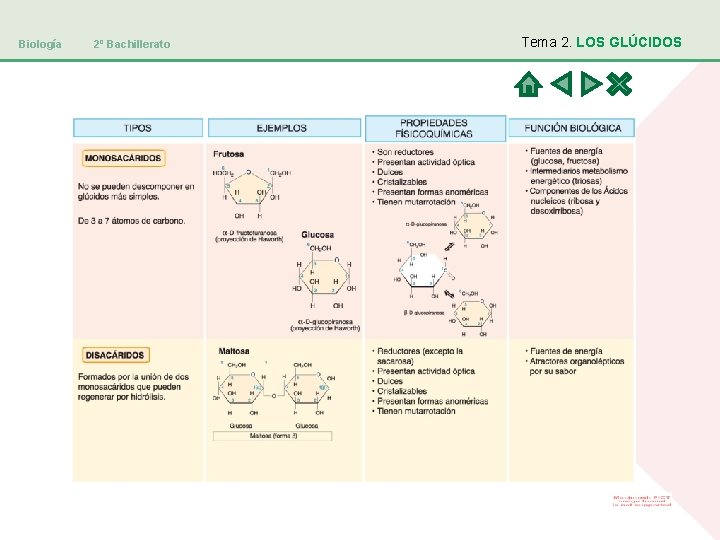 Biología 2º Bachillerato Tema 2. LOS GLÚCIDOS 