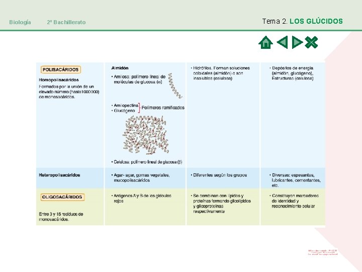 Biología 2º Bachillerato Tema 2. LOS GLÚCIDOS 