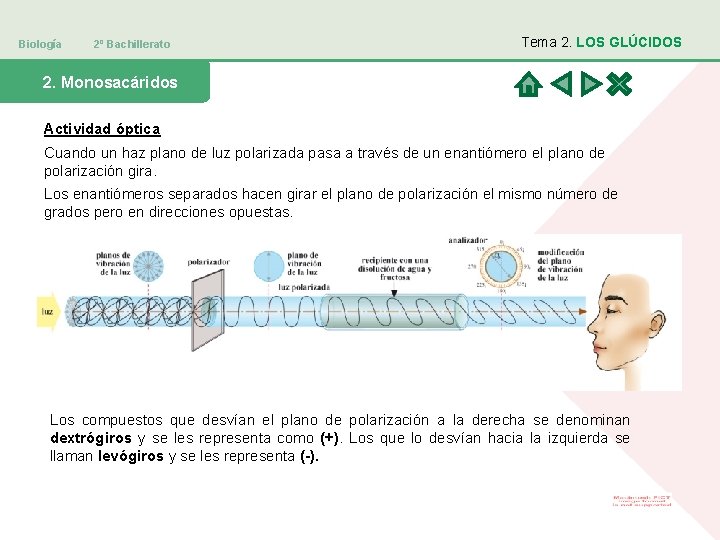 Biología 2º Bachillerato Tema 2. LOS GLÚCIDOS 2. Monosacáridos Actividad óptica Cuando un haz