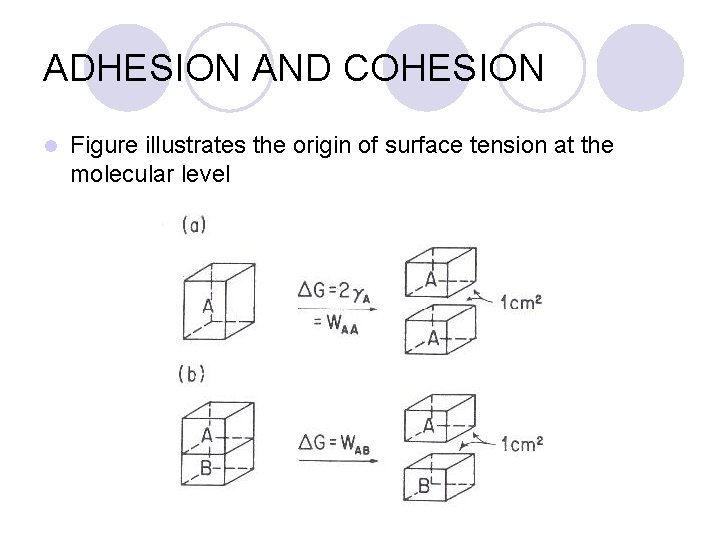 ADHESION AND COHESION l Figure illustrates the origin of surface tension at the molecular