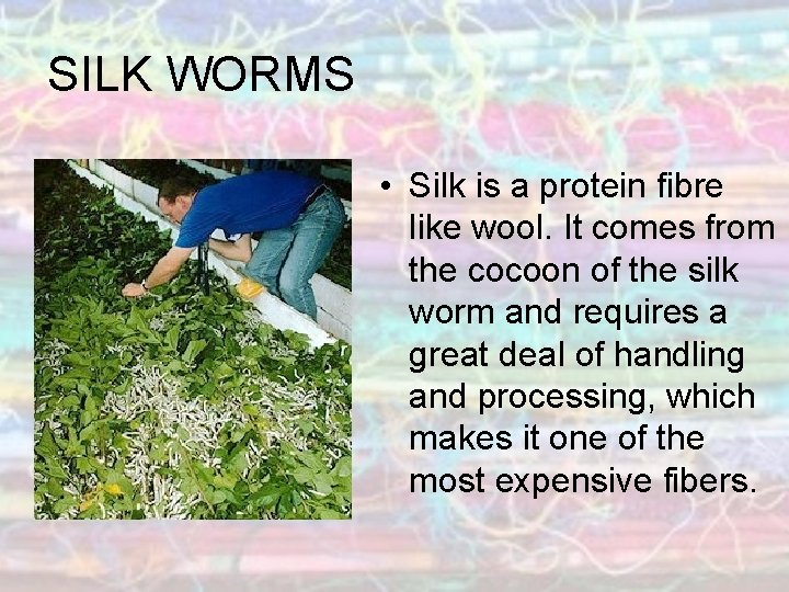 SILK WORMS • Silk is a protein fibre like wool. It comes from the