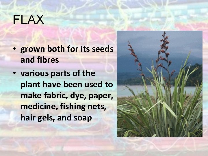FLAX • grown both for its seeds and fibres • various parts of the