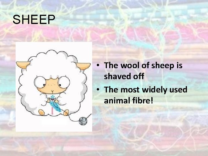 SHEEP • The wool of sheep is shaved off • The most widely used