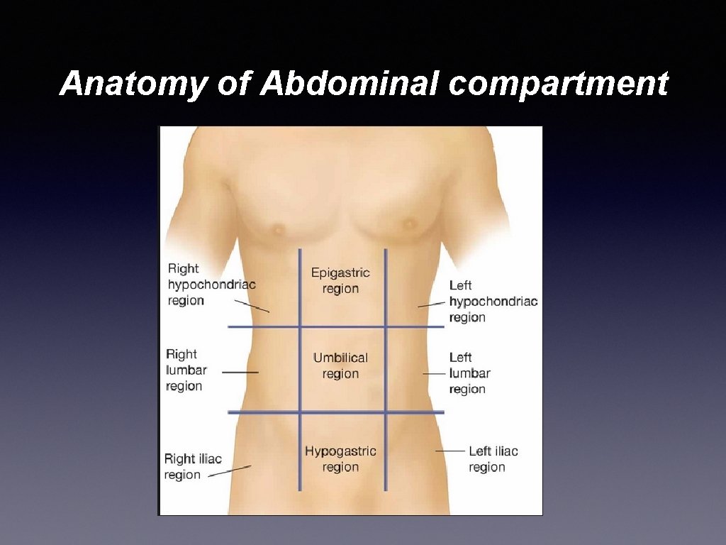 Anatomy of Abdominal compartment 
