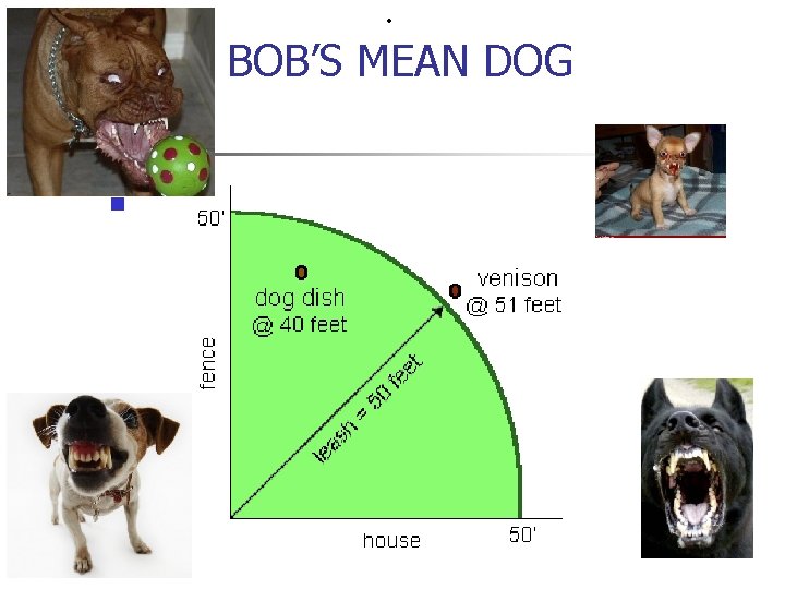  • BOB’S MEAN DOG n 