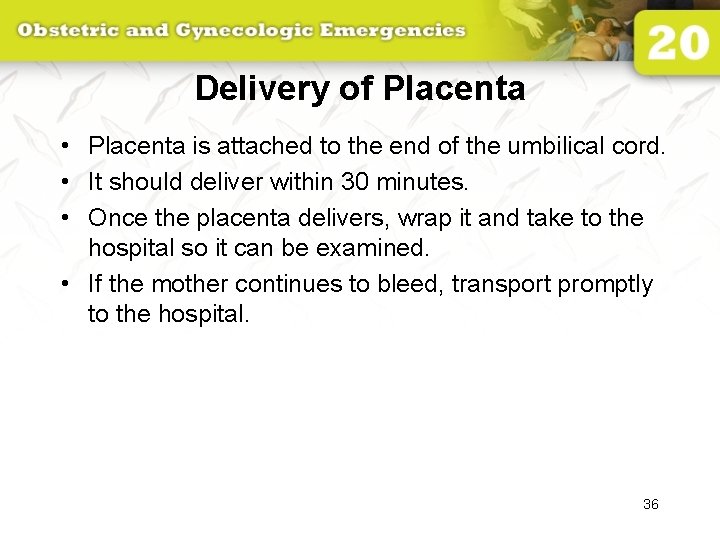 Delivery of Placenta • Placenta is attached to the end of the umbilical cord.