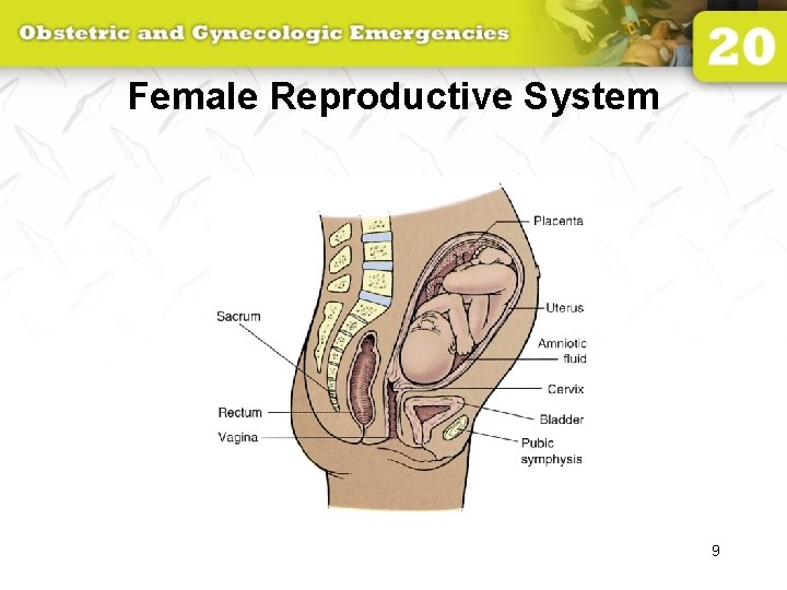 Female Reproductive System 9 