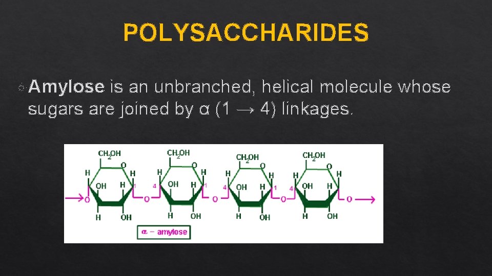 POLYSACCHARIDES Amylose is an unbranched, helical molecule whose sugars are joined by α (1
