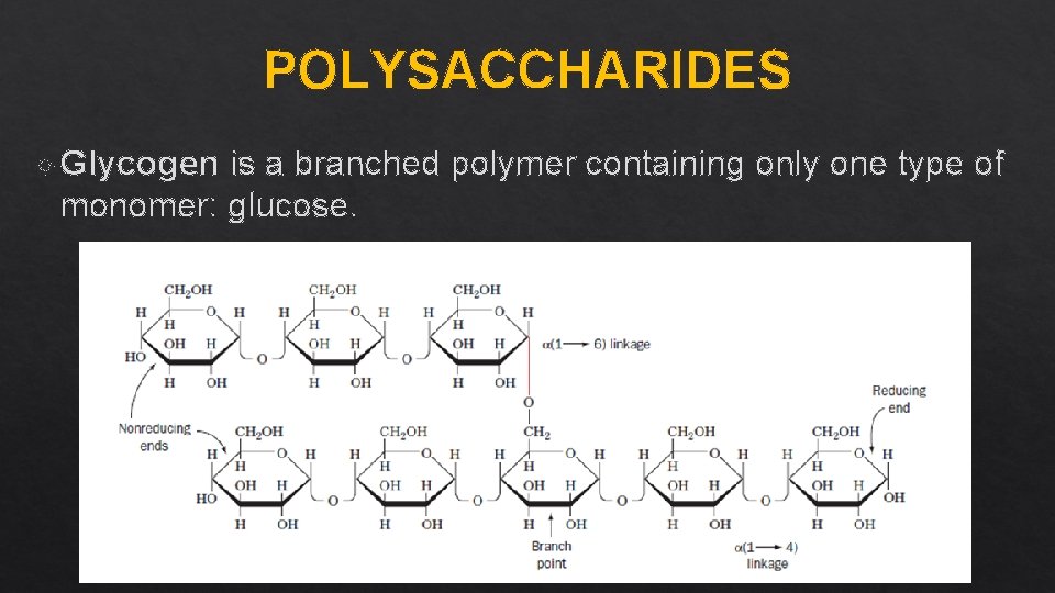 POLYSACCHARIDES Glycogen is a branched polymer containing only one type of monomer: glucose. 