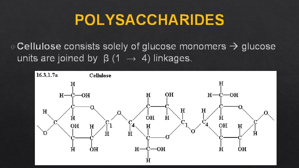 POLYSACCHARIDES Cellulose consists solely of glucose monomers glucose units are joined by β (1
